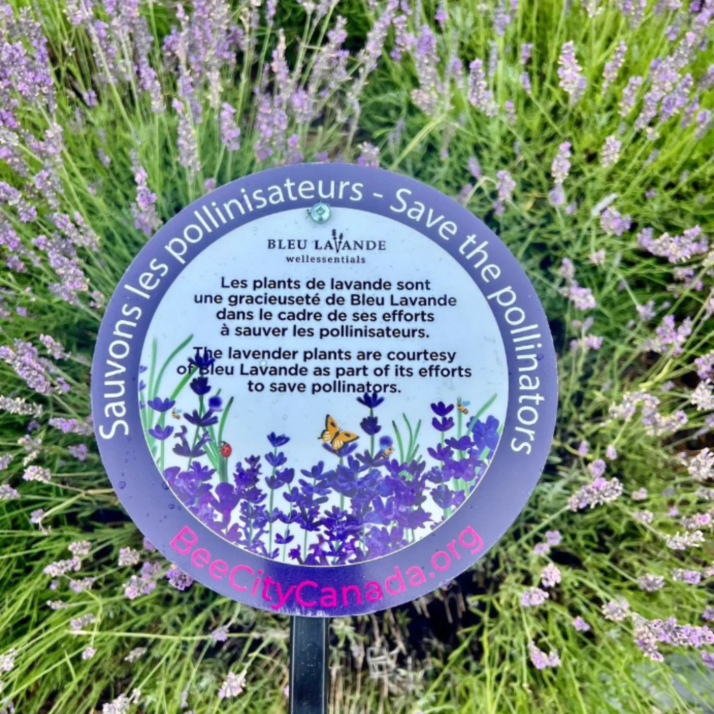 Bleu lavande, une pancarte informative sur la pollinisation