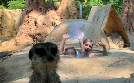 Bulle de plexiglas dans l'enclos des suricates au John Ball Zoo